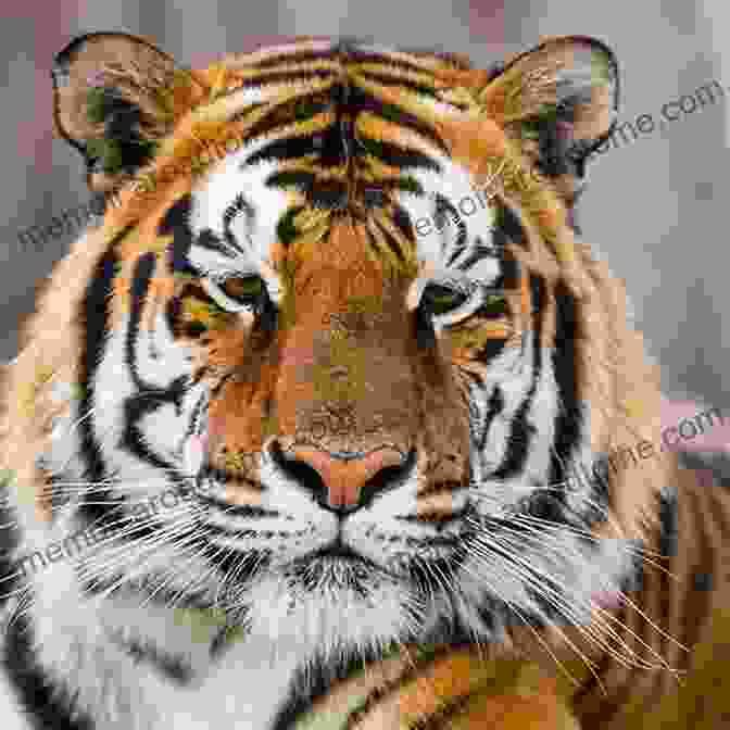 A Close Up Of A Tiger's Face, Showcasing Its Powerful Jaws And Sharp Teeth T Is For Tiger: A Toddler S First Of Animals