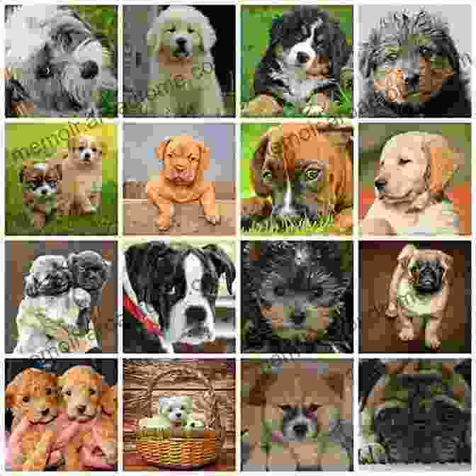 A Collage Of Dogs In London, Including A Bulldog, A Poodle, And A Golden Retriever Canines Of London Bridget Davey