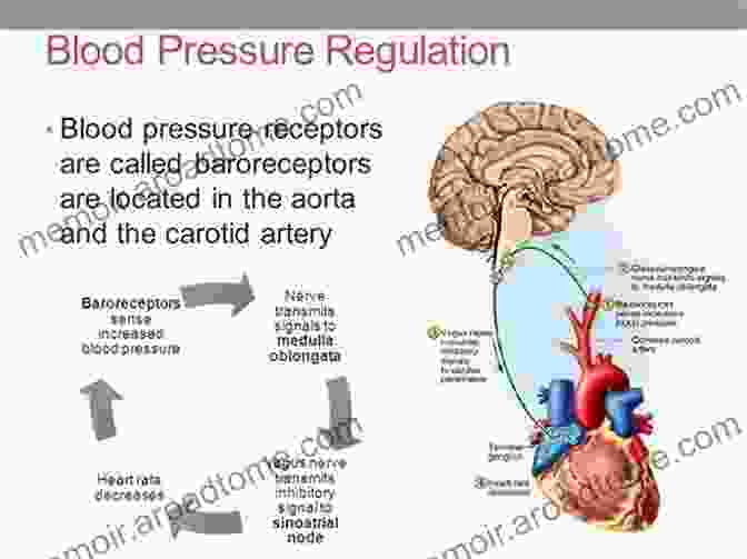 A Diagram Of The Brain And Its Role In Regulating Blood Flow. How To Reverse Aging:how To Be Smart Fit Strong And Potent:: Written By MD Expert On Vascular Disease Neuroscience And Nutrition