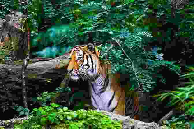 A Majestic Tiger In Its Natural Habitat T Is For Tiger: A Toddler S First Of Animals