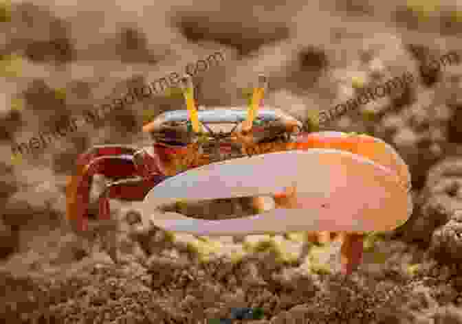 A Photograph Of A Fiddler Crab, Showcasing Its Distinctive Large Claw And Vibrant Coloration The Crab Alphabet Michael Pembroke