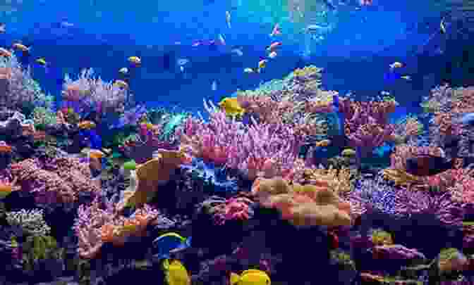 A Vibrant Underwater Scene With Colorful Fish, Corals, And Bubbles Fish In A Dish: A Counting For Children