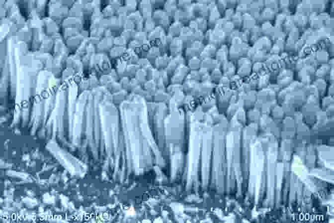 An Image Of Semiconducting Silicon Nanowires Under A Microscope Semiconducting Silicon Nanowires For Biomedical Applications (Woodhead Publishing In Biomaterials 73)