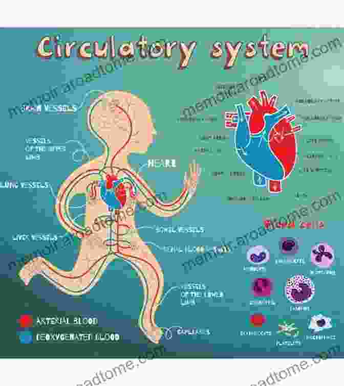 Circulatory System Diagram For Kids Me And My Amazing Body