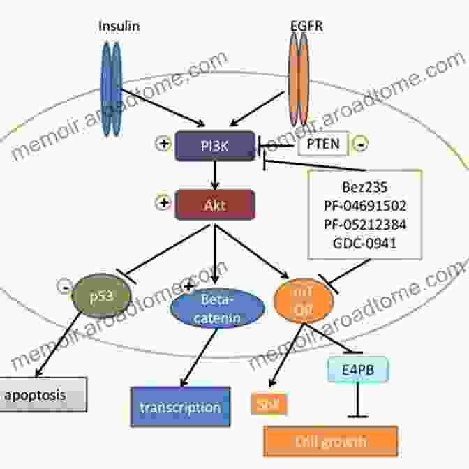 Clinical Trials Of MTOR Inhibition In Cancer MTOR Inhibition For Cancer Therapy: Past Present And Future