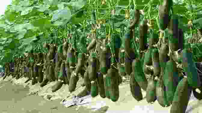 Cucumber Harvest THE BUSINESS OF CUCUMBER FARMING AND ITS CULTIVATION PRACTICES