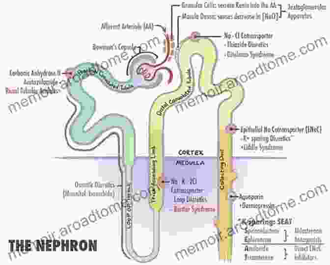 Diagram Illustrating The Impaired Ion Transport In Bartter Syndrome Bartter Syndrome A Reference Guide (BONUS DOWNLOADS) (The Hill Resource And Reference Guide 64)