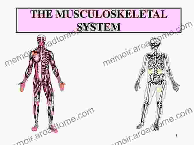 Diagram Of The Musculoskeletal System In Hypermobility Yoga For Bendy People: Optimizing The Benefits Of Yoga For Hypermobility