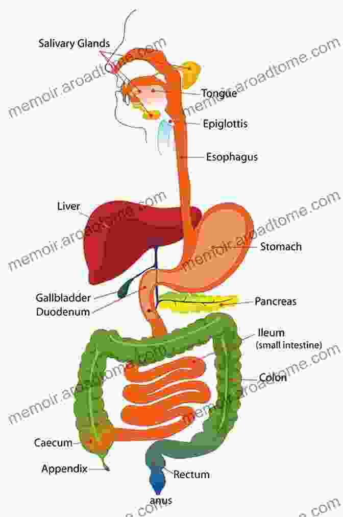 Digestive System Diagram For Kids Me And My Amazing Body