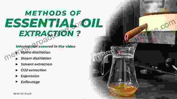 Essential Oils Being Extracted From Plants Essential Oils For Beginner S Discover This Guide About How To Effectively Use Essential Oils For Health Benefits