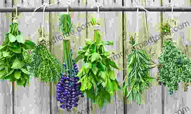 Fresh Medicinal Plants On Display On A Table The Therapeutic Properties Of Medicinal Plants: Health Rejuvenating Bioactive Compounds Of Native Flora (Innovations In Plant Science For Better Health)