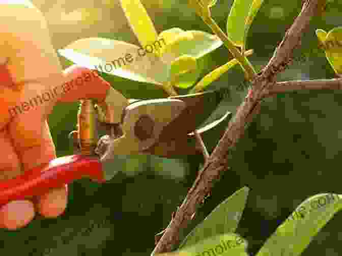 Image Of A Gardener Skillfully Pruning A Plant To Enhance Its Growth The Bonsai Beginners Guide: A Step By Step Manual On Cultivating Growing Caring For And Displaying Your Bonsai Tree With Illustrations