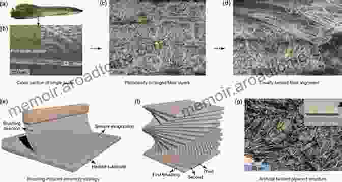 Microscopic Structure Of Composites From Renewable Materials Handbook Of Composites From Renewable Materials Structure And Chemistry (Handbook Of Composites From Renewable Materials Volume 1)