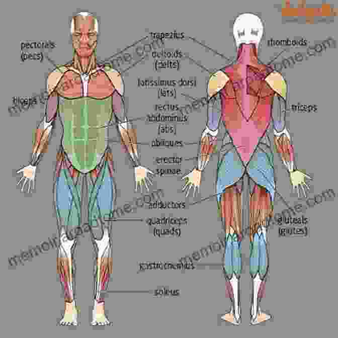 Muscular System Diagram For Kids Me And My Amazing Body