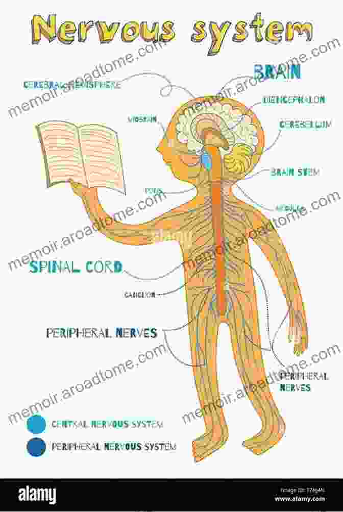 Nervous System Diagram For Kids Me And My Amazing Body