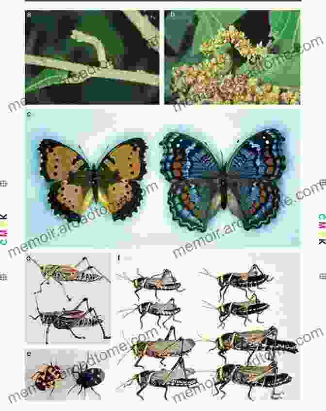 Phenotypic Plasticity Allows Organisms To Modify Their Traits (e.g., Body Size, Color, Behavior) In Response To Environmental Cues. Specific Gene Expression And Epigenetics: The Interplay Between The Genome And Its Environment