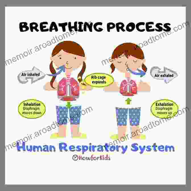 Respiratory System Diagram For Kids Me And My Amazing Body