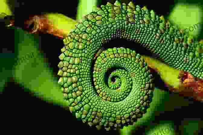 Spiral Patterns Found In Nature With The Grain Of The Universe: The Church S Witness And Natural Theology