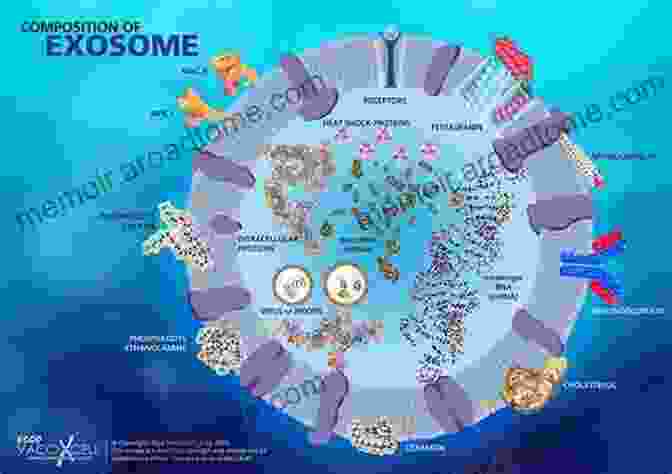 Structure Of An Exosome Understanding The Potential Of Exosome Theragnostic : Biogenesis Translational Medicine An Overview