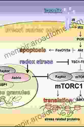 MTOR Inhibition For Cancer Therapy: Past Present And Future